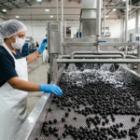 Processo de higienização e armazenamento da polpa de açaí — fábrica Polpas Curumim, Manaus